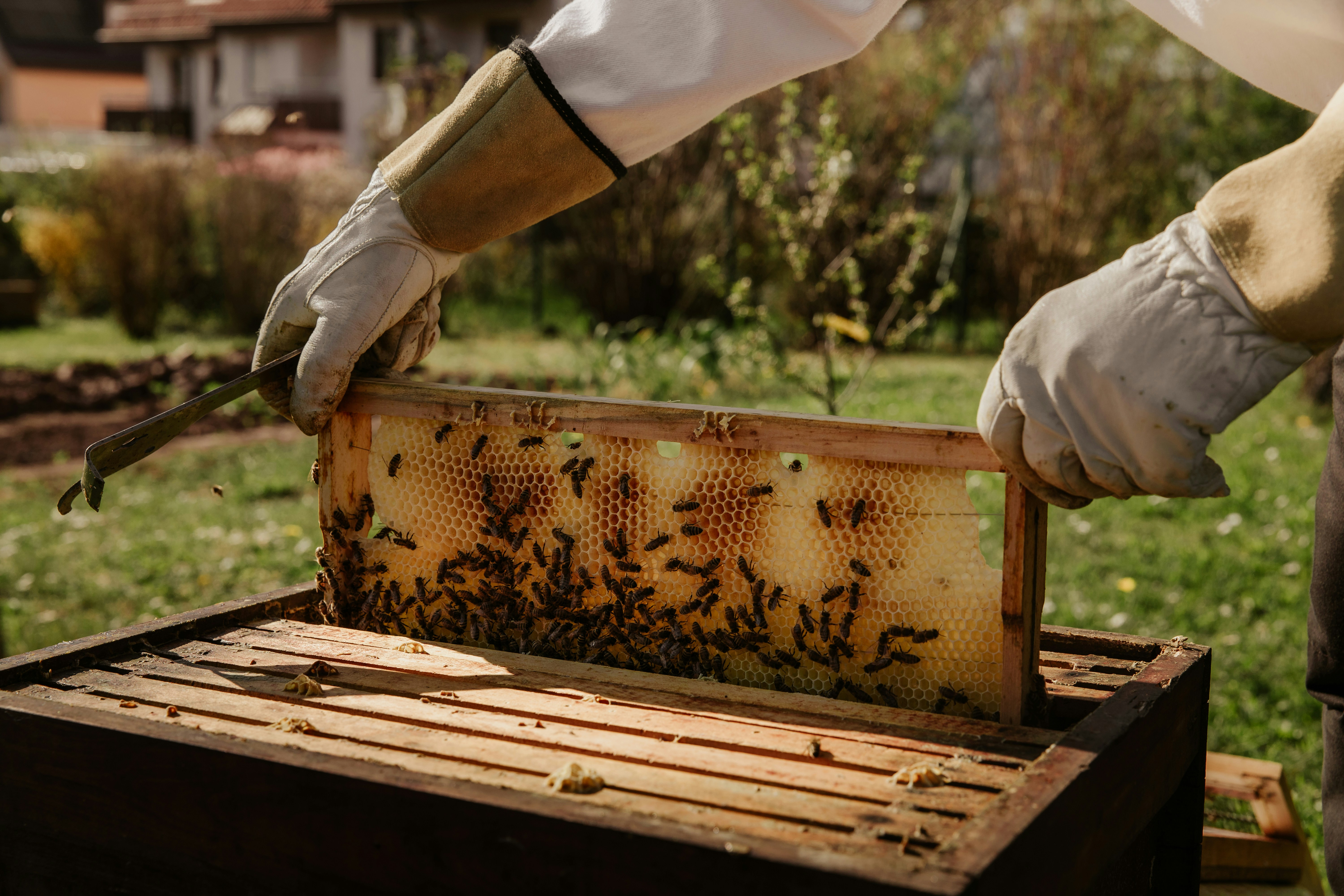 Honey extraction